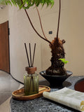 MingXun Reed Diffuser, Oriental Tea Art Series - Osmanthus Longjing 200ml